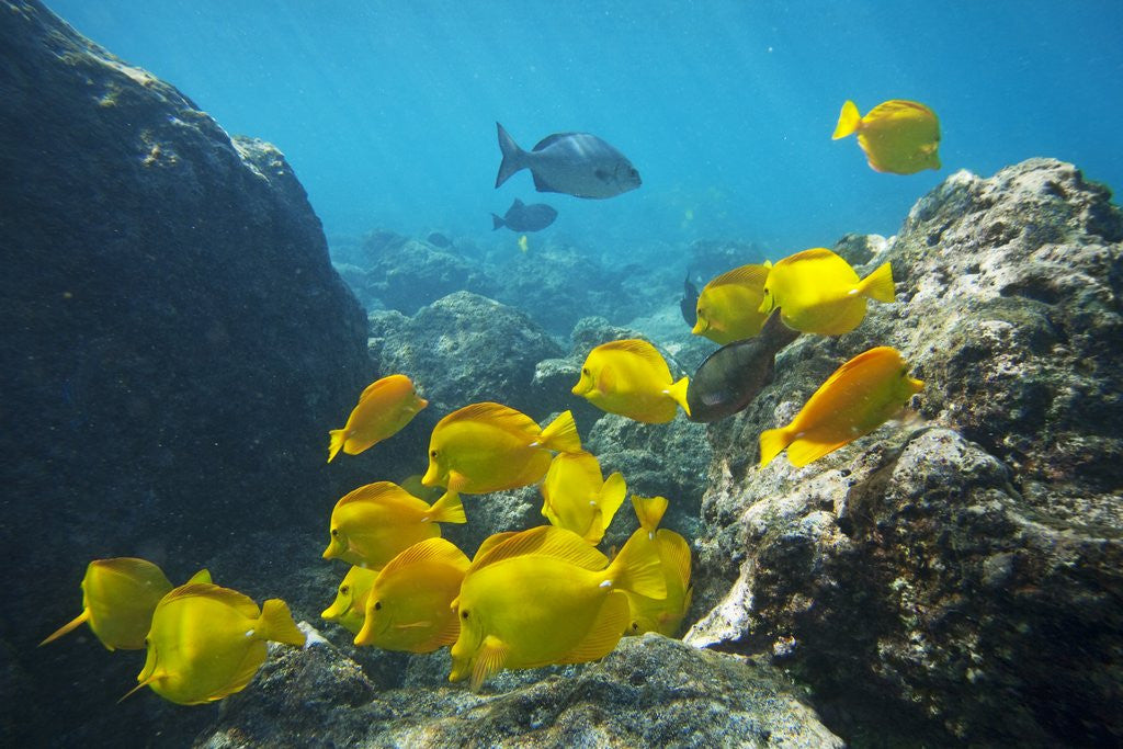 Detail of School of Yellow Tang nderwater near La Perousse, Makena, Maui, Hawaii by Anonymous