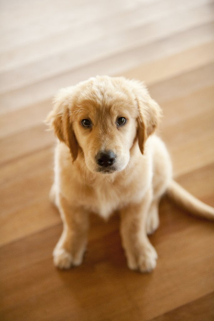 Detail of Golden Retriever puppy by Anonymous