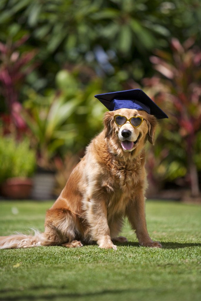 Detail of Golden Retriever ready for graduation by Anonymous