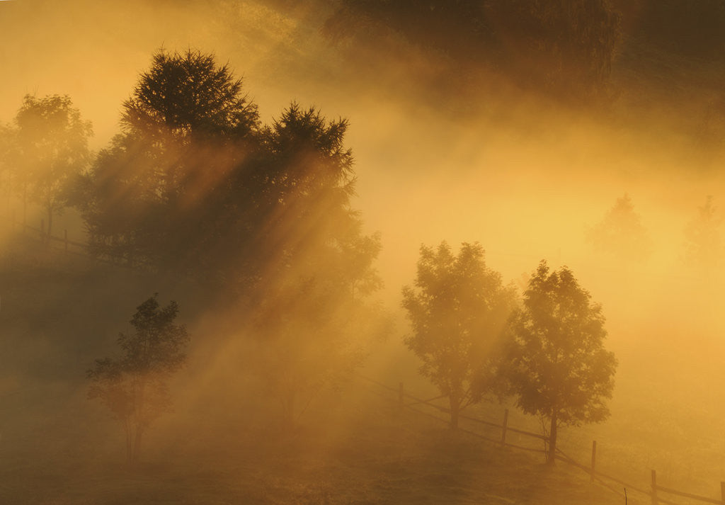 Detail of Landscape in dzembronya area in ukraine at dawn by Anonymous