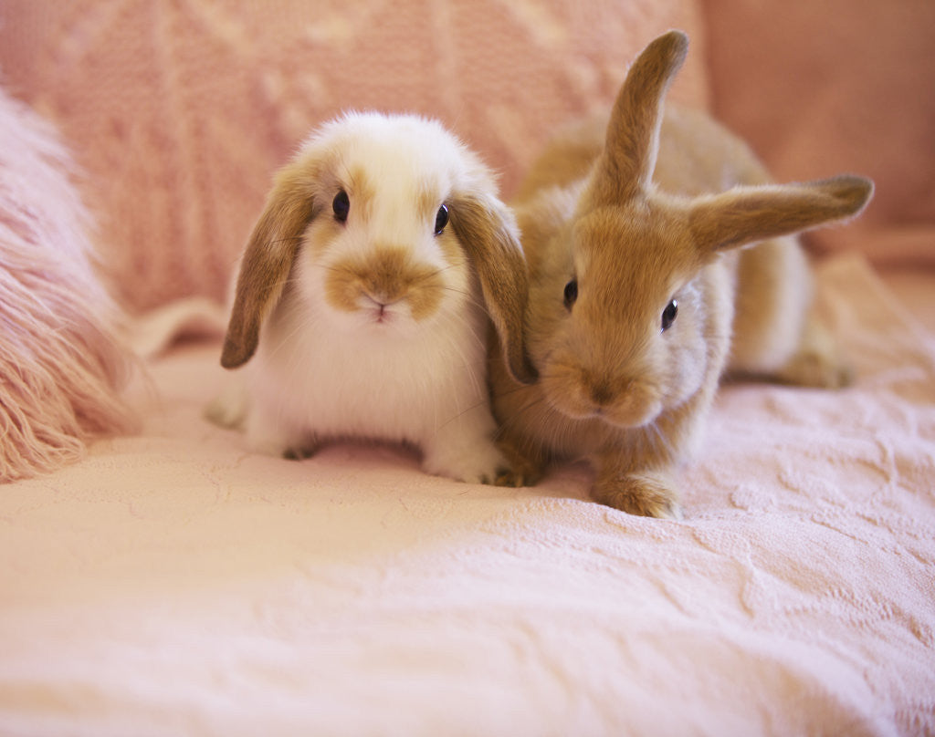 Detail of Two Rabbits on Pink Sofa by Anonymous