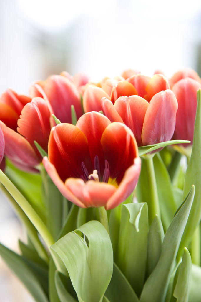 Detail of Close up of a bunch of tulips by Anonymous