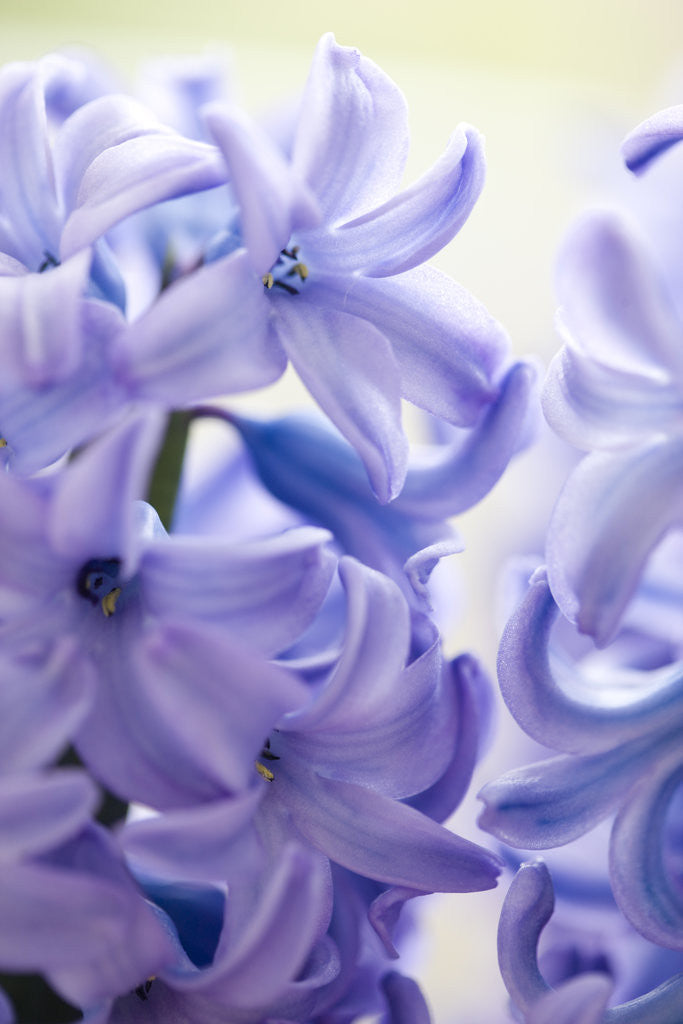 Detail of Detail of a purple hyacinth, Hyacinthus orientalis by Anonymous
