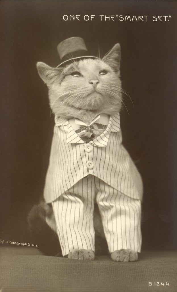 Detail of Cat wearing pinstripe suit and top hat by Anonymous