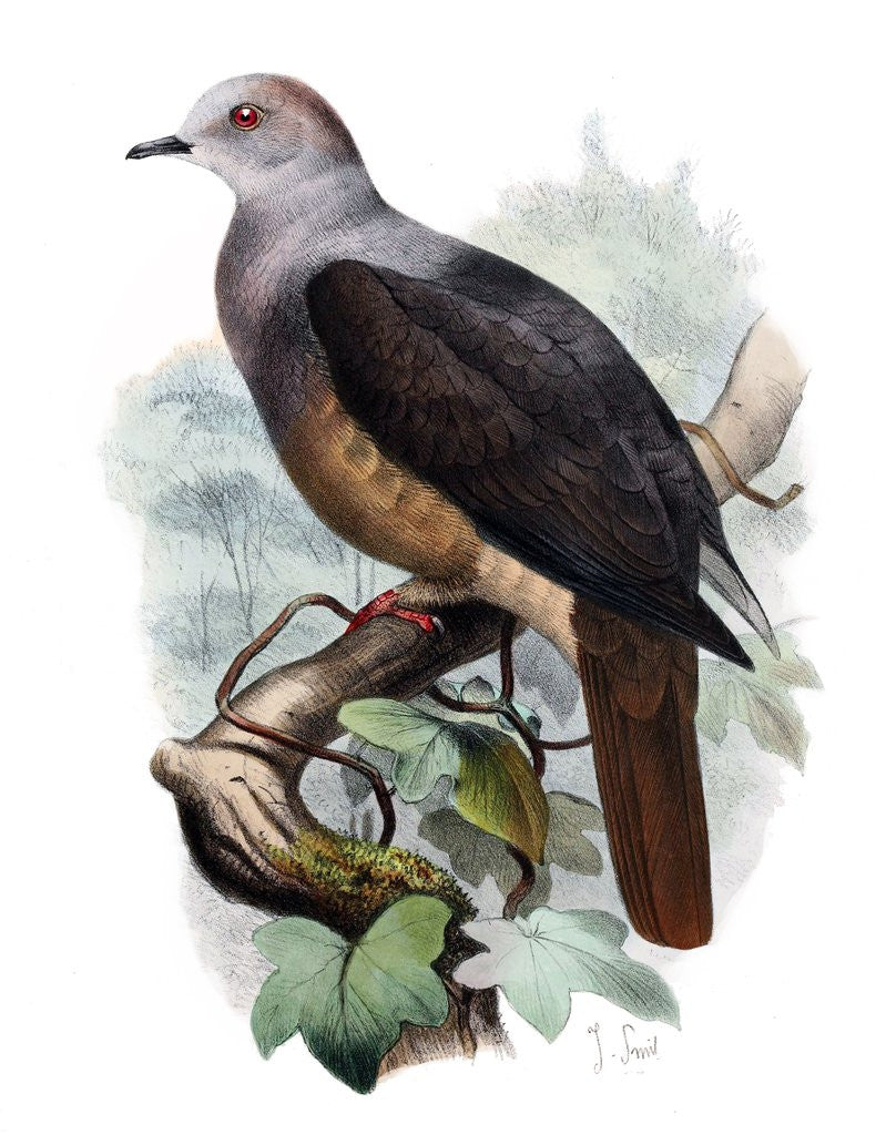 Detail of Barking Imperial Pigeon by Corbis