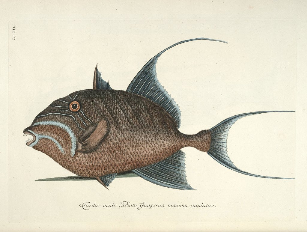 Detail of Queen triggerfish by Mark Catesby