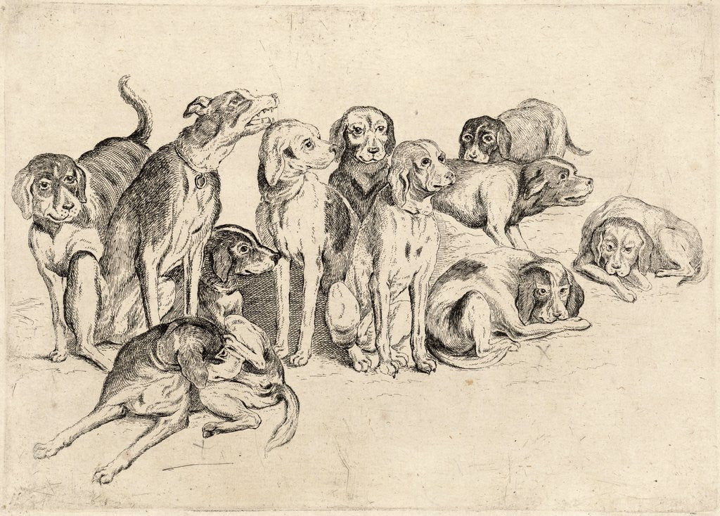 Detail of Study of Eleven Hounds by Wenceslas Hollar