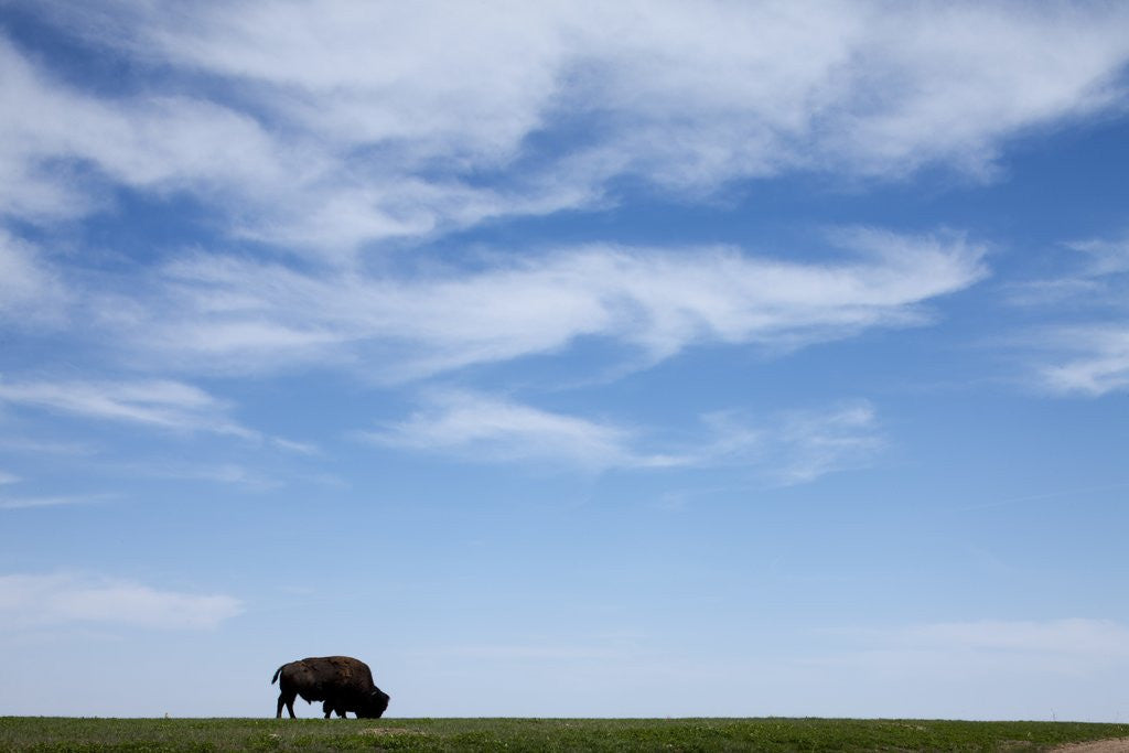 Detail of American Bison in Badlands National Park by Anonymous
