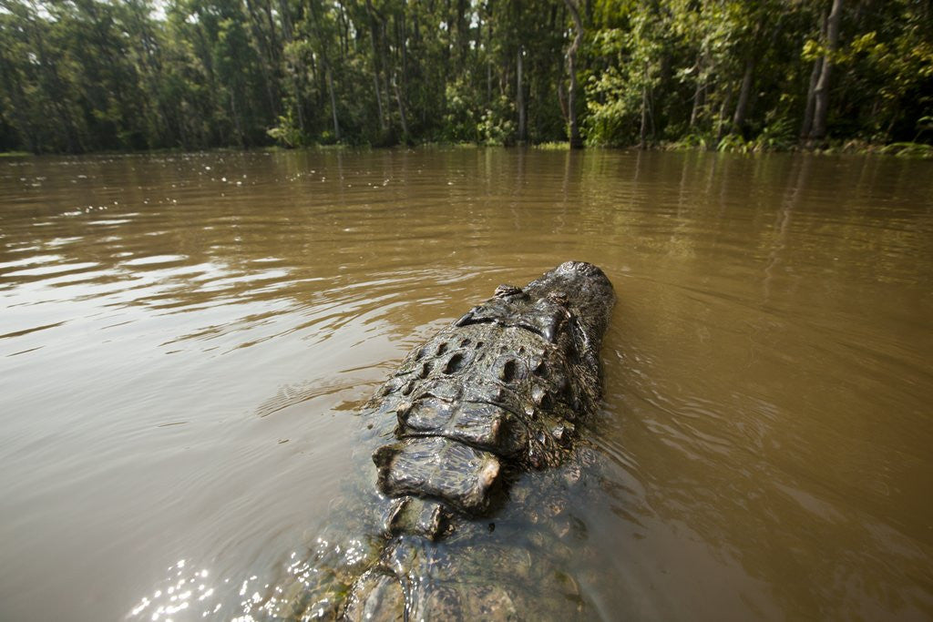 Detail of Alligator in Honey Island Swamp in Louisiana by Anonymous