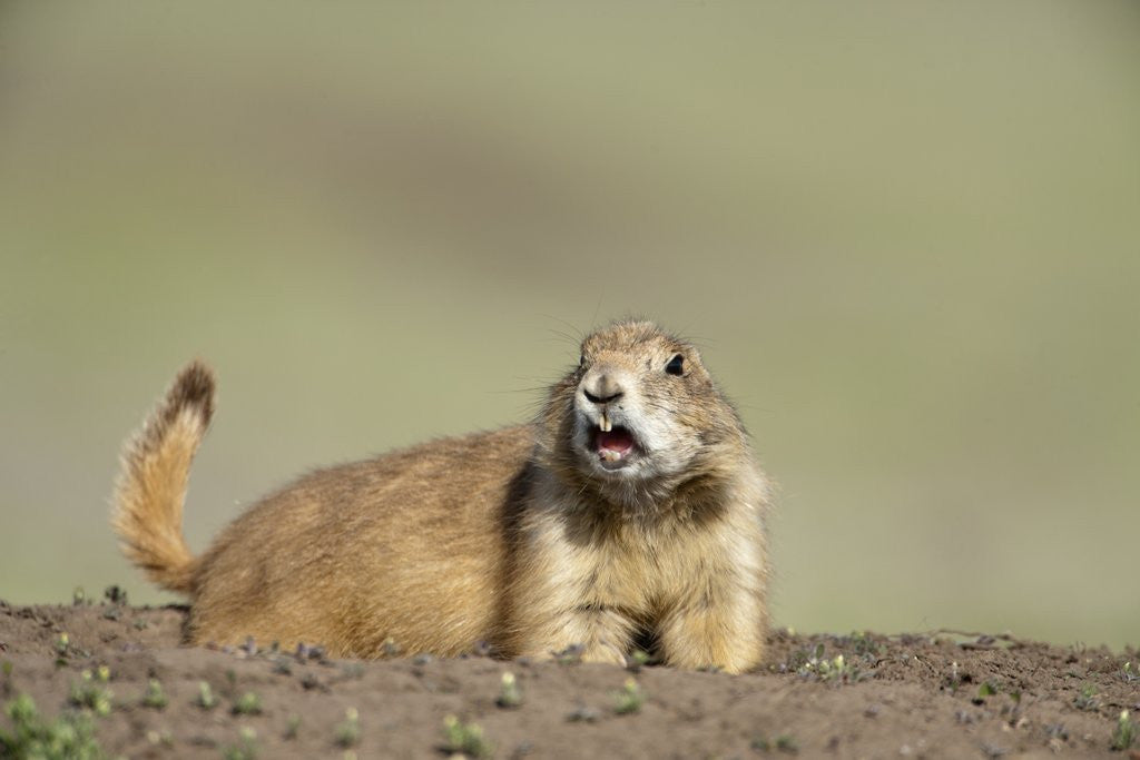 Detail of Prairie Dog in Theodore Roosevelt National Park by Anonymous