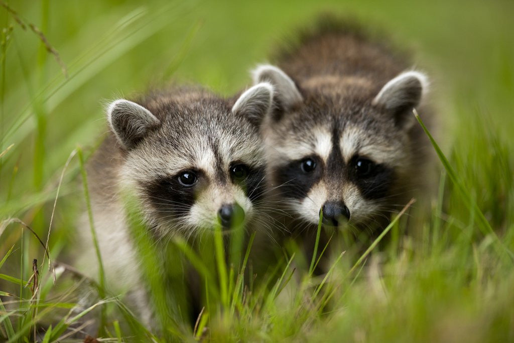 Detail of Raccoons at Assateague Island National Seashore in Maryland by Anonymous