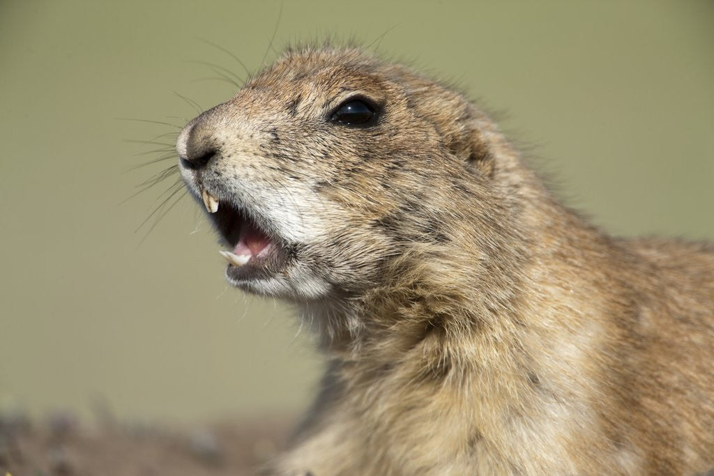 Detail of Prairie Dog in Theodore Roosevelt National Park by Anonymous