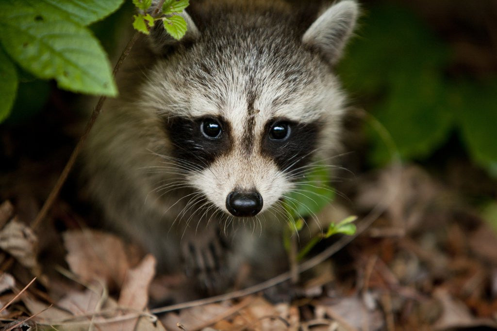 Detail of Raccoon at Assateague Island National Seashore in Maryland by Anonymous