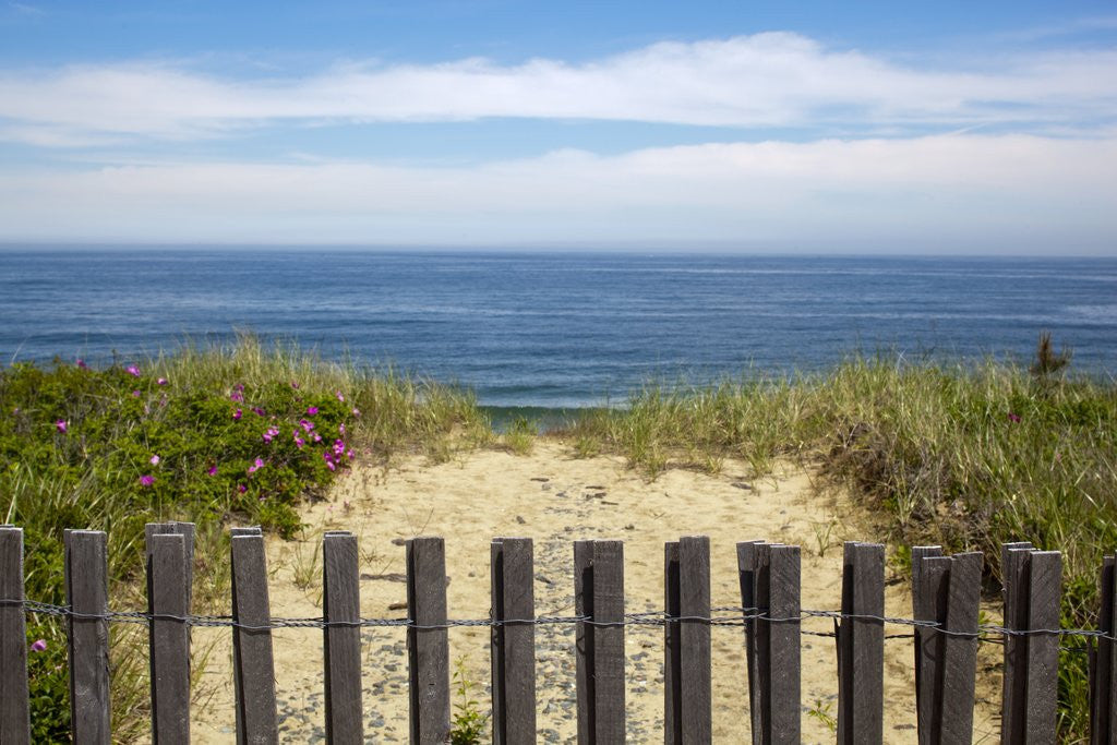 Detail of Fence and sand dunes on coast by Anonymous