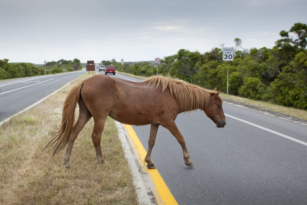 Detail of Wild horse crossing road by Anonymous
