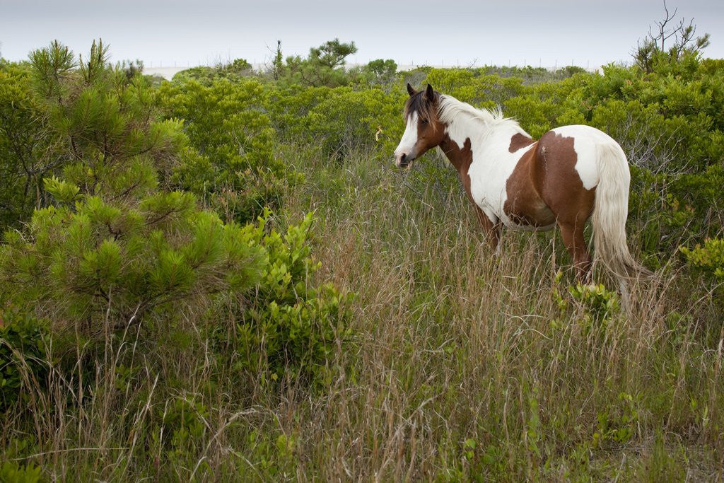 Detail of Wild horse eating grass by Anonymous