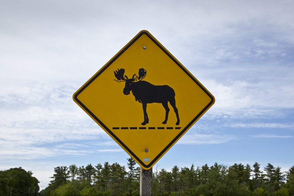 Detail of Moose crossing sign by Anonymous