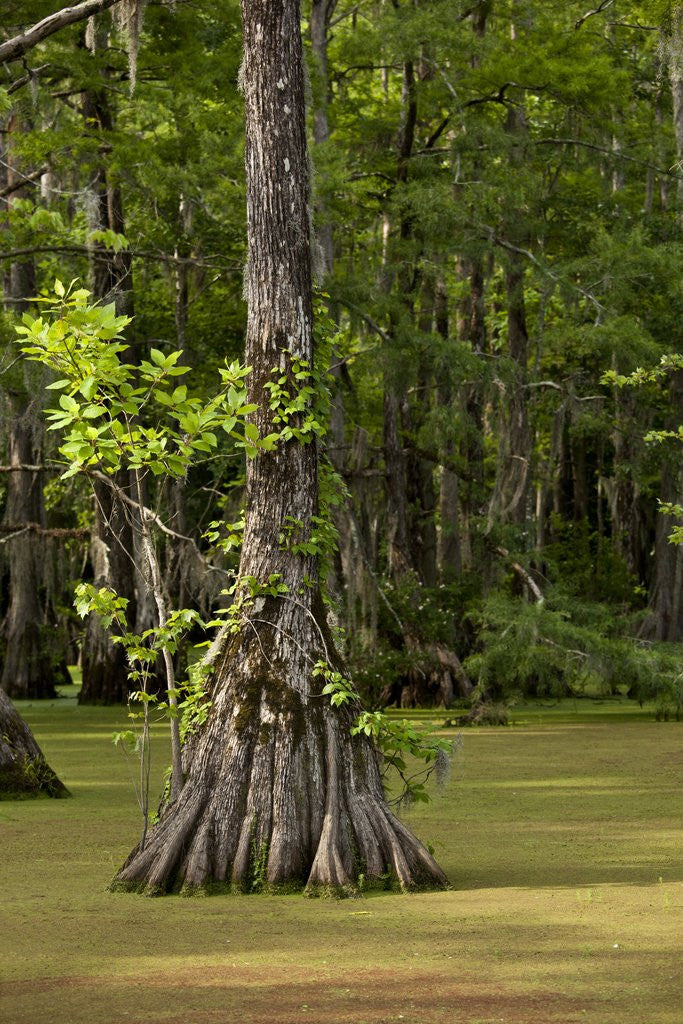 Detail of Merchants Millpond State Park, North Carolina by Anonymous