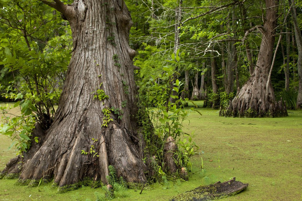 Detail of Merchants Millpond State Park, North Carolina by Anonymous