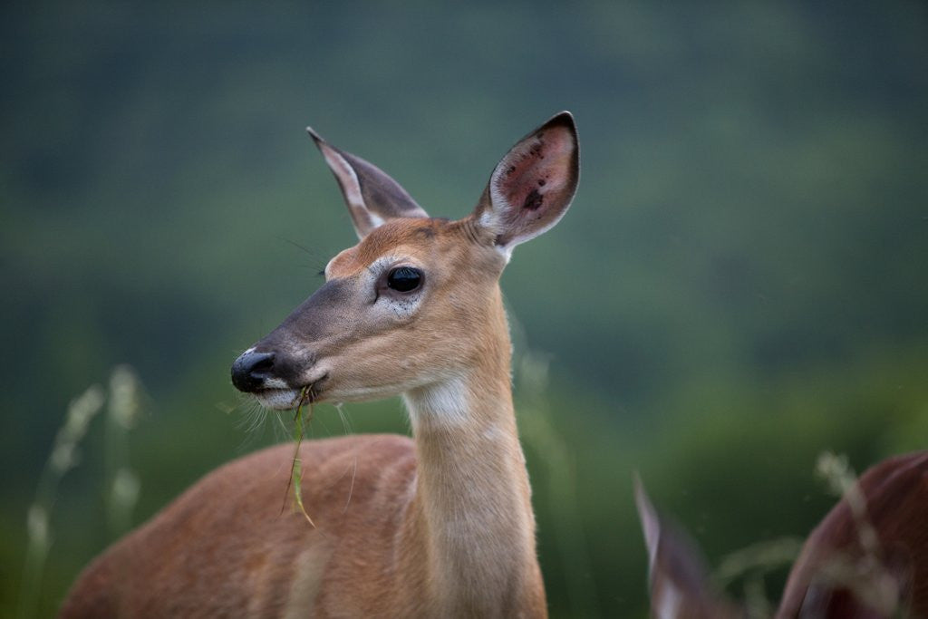 White-Tailed Deer, Skyline Drive, Shenandoah National Park, Virginia by Corbis