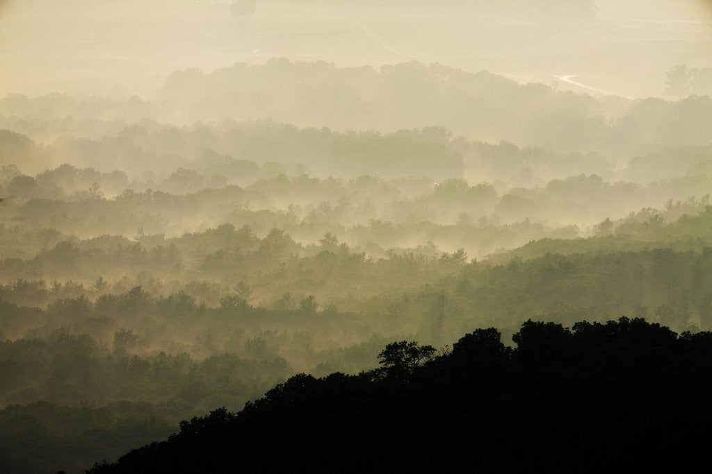 Detail of Skyline Drive, Shenandoah National Park, Virginia by Anonymous