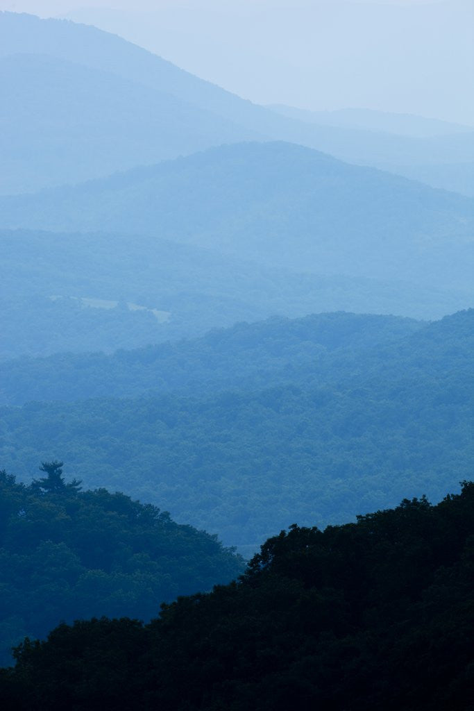 Detail of Skyline Drive, Shenandoah National Park, Virginia by Anonymous