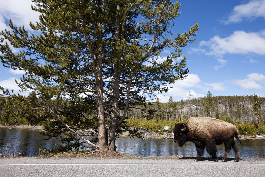 Detail of American bison walking along road in Yellowstone National Park by Anonymous