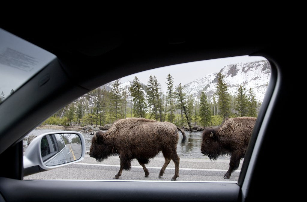 Detail of American Bison seen from car in Yellowstone National Park by Anonymous