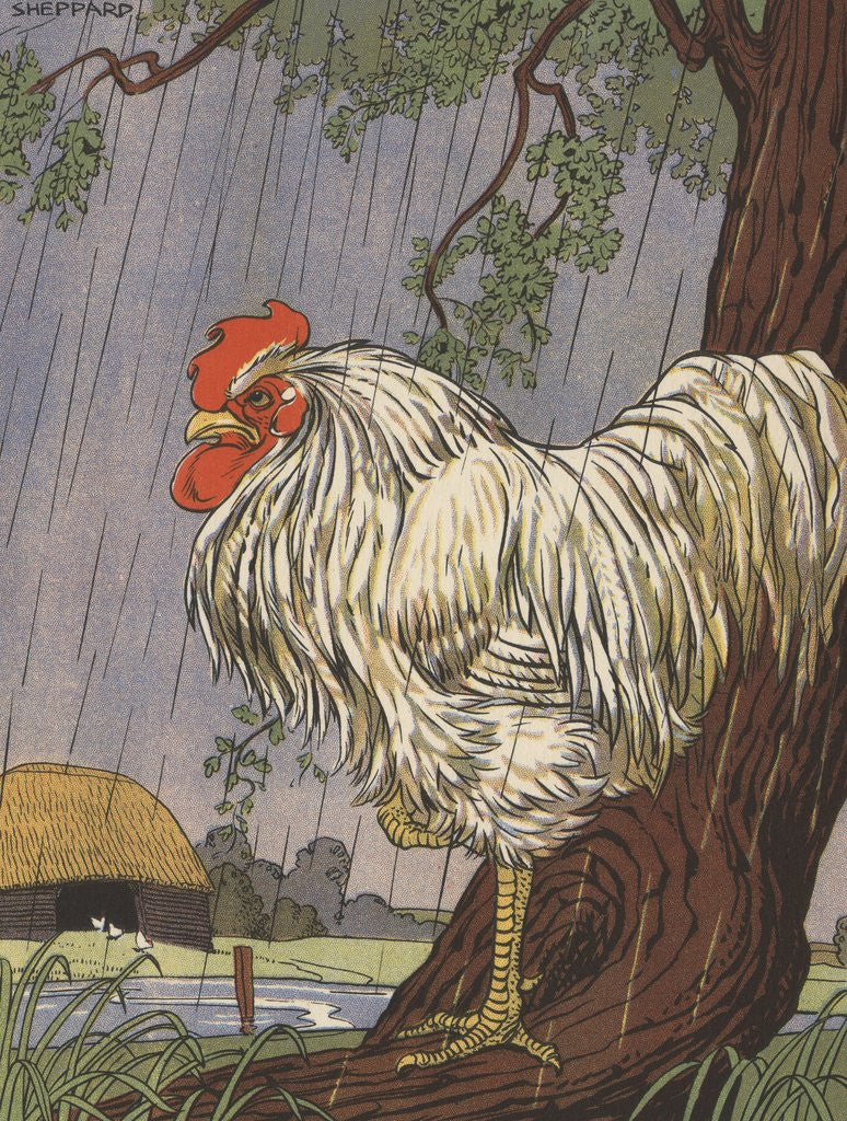 Detail of Unhappy rooster in rain by Anonymous