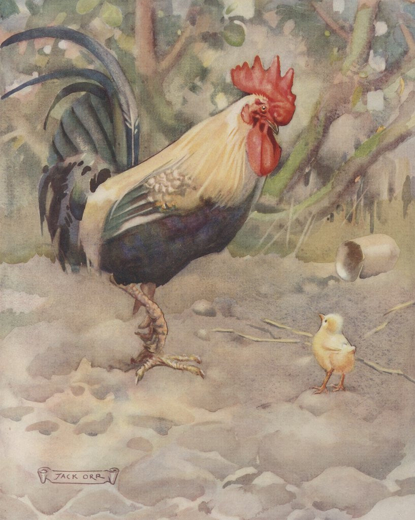 Detail of Rooster and chick by Corbis