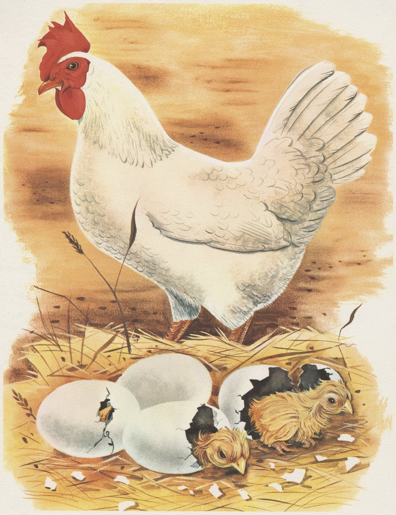 Detail of Chicken and hatching chicks by Anonymous