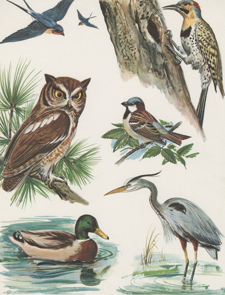 Detail of Variety of birds by Corbis