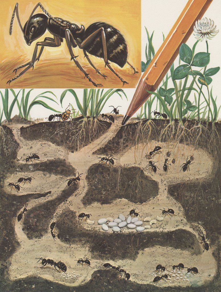 Detail of Ant colony by Corbis