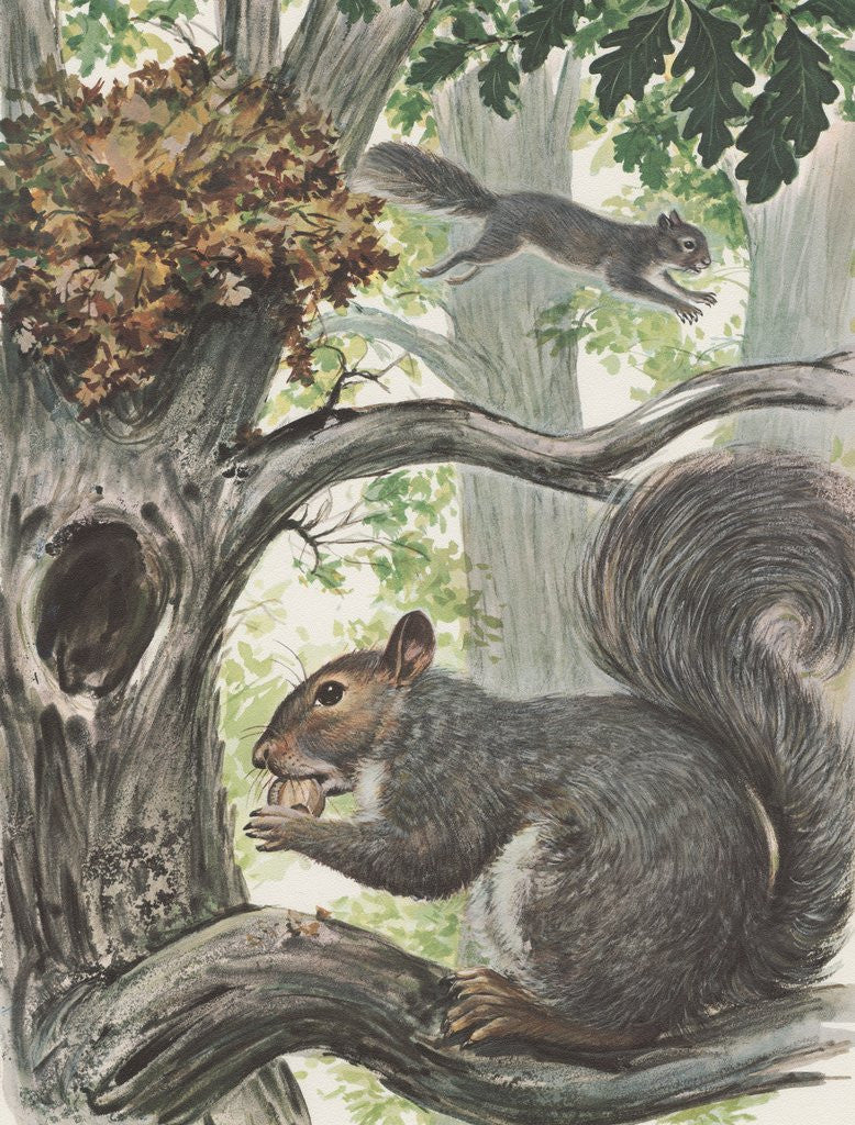 Detail of Squirrels in tree by Anonymous