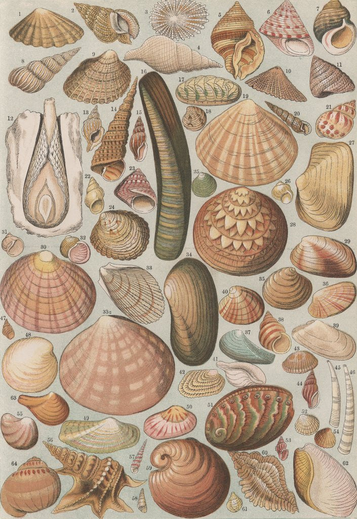 Detail of Variety of seashells by Anonymous