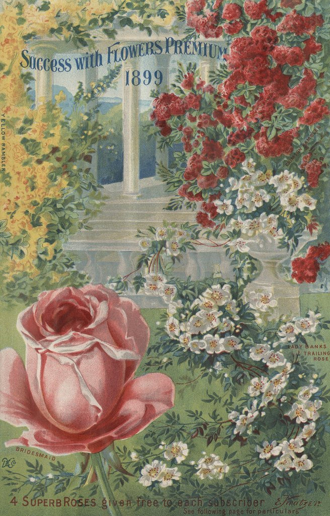 Detail of Illustration of roses by Anonymous