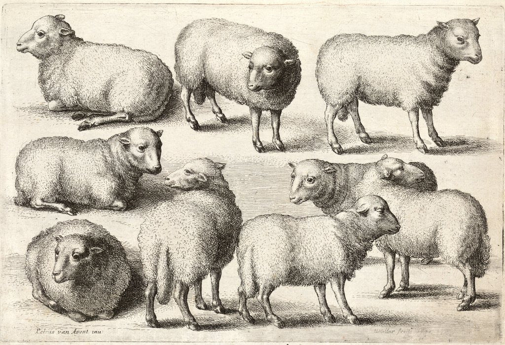 Detail of Nine sheep by Anonymous