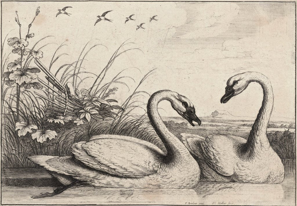 Detail of Two swans by Wenceslas Hollar