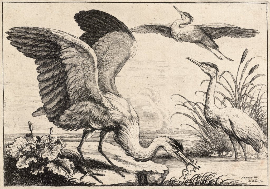 Detail of Three herons by Wenceslas Hollar
