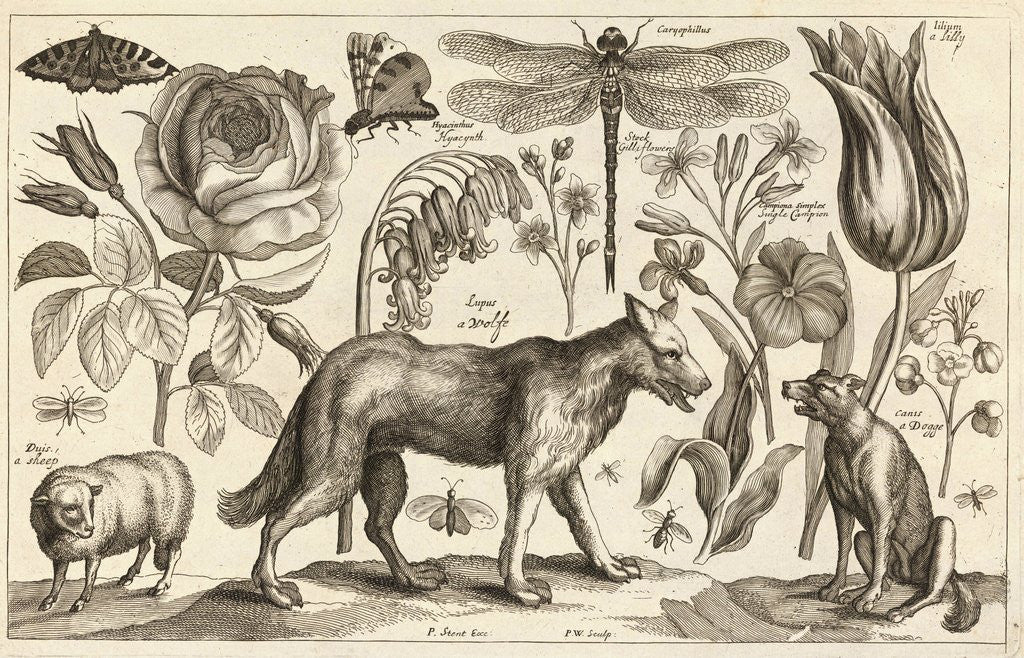 Detail of A Wolf, with a Sheep, a Dog and various flowers and insects by Wenceslas Hollar