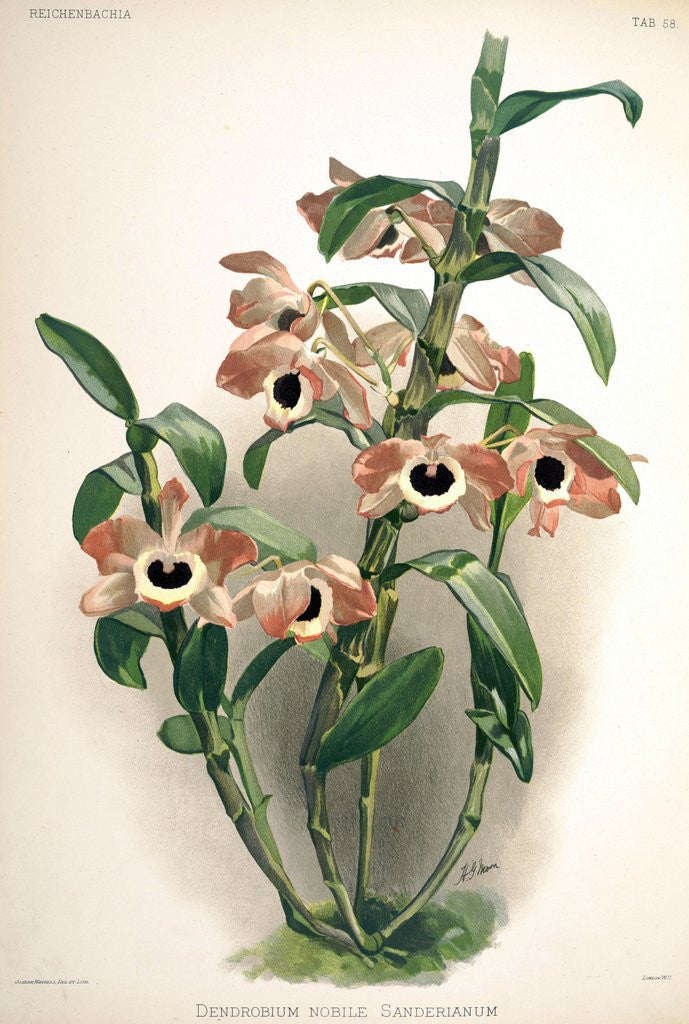 Detail of Orchid by Frederick Sander