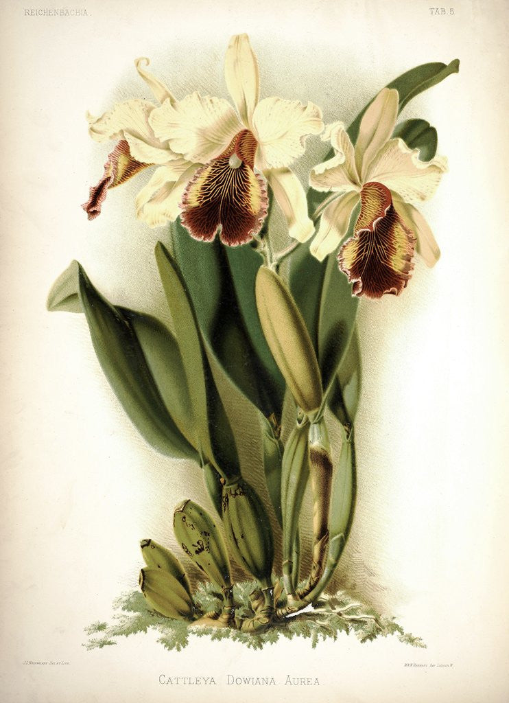 Detail of Orchid by Frederick Sander