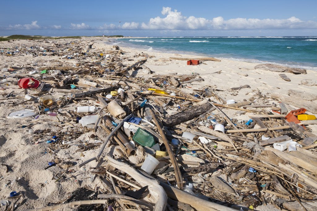 Detail of Trash-covered beach in Aruba by Anonymous