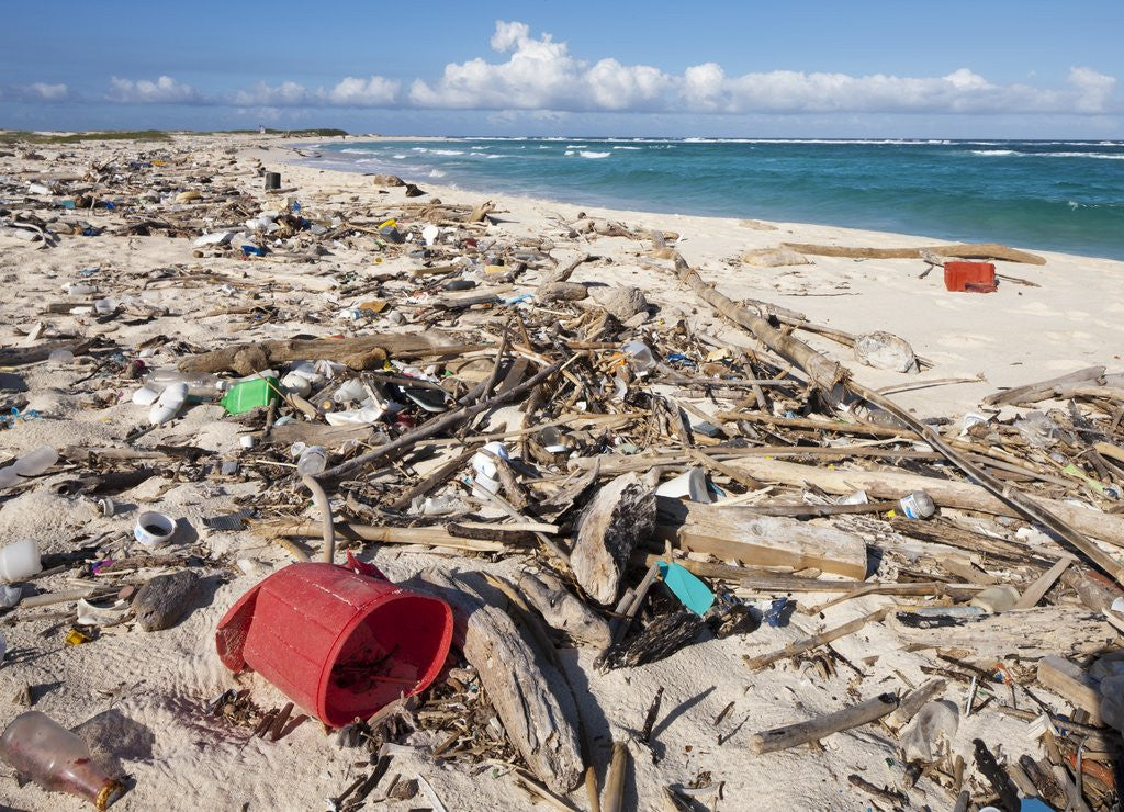 Detail of Trash-covered beach in Aruba by Anonymous