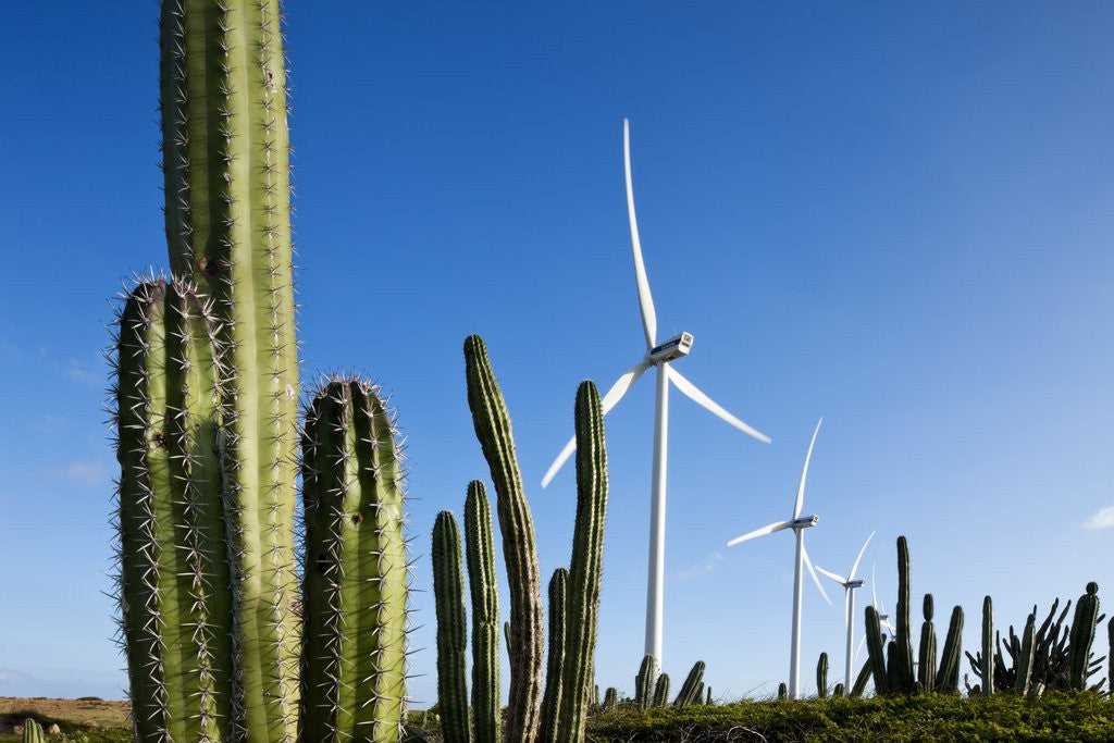 Detail of Wind Turbines and Cactus at Aruba by Anonymous