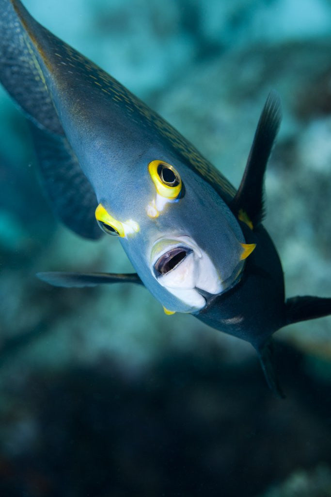 Detail of French Angelfish, Bonaire by Anonymous