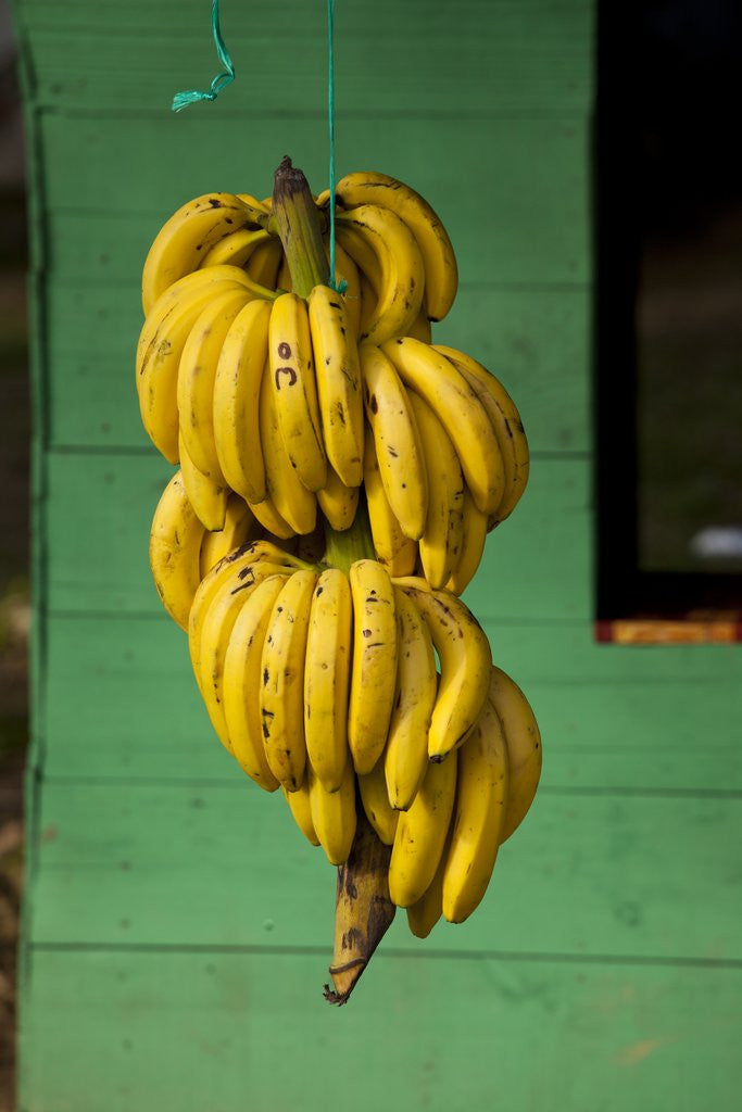 Detail of Bananas at a Fruit Stand in Dominican Republic by Anonymous