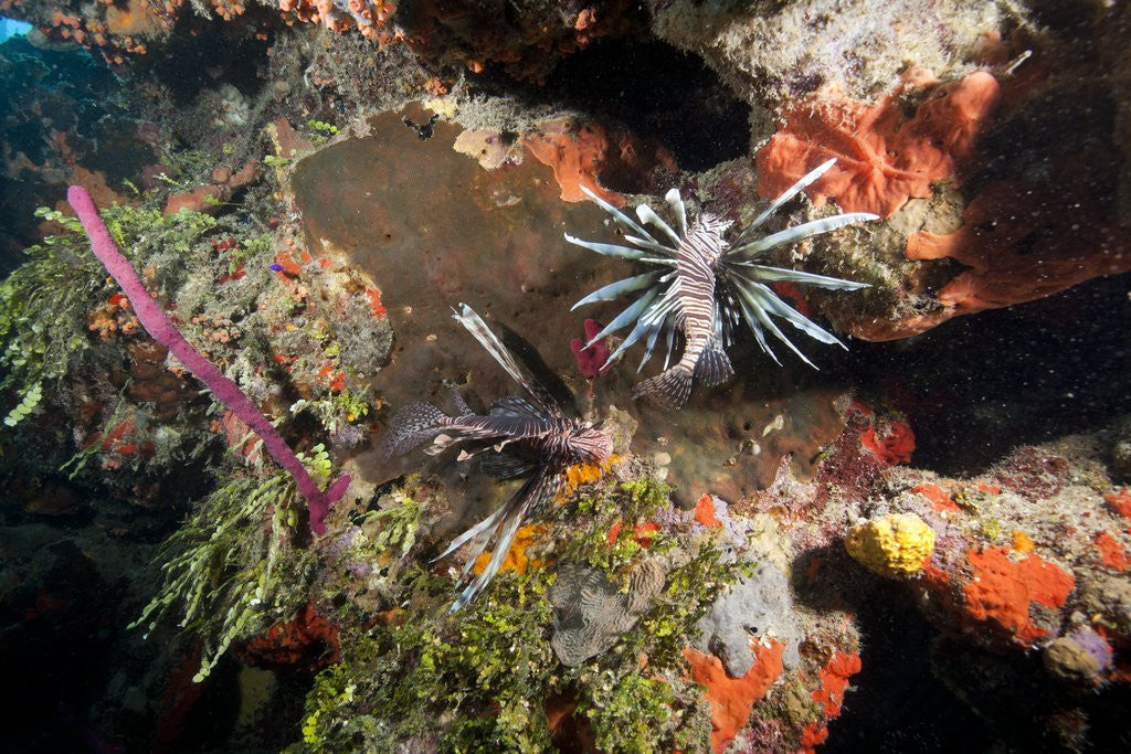 Detail of Lionfish in coral reef in Dominican Republic by Anonymous