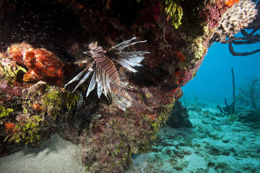 Detail of Lionfish in coral reef in Dominican Republic by Anonymous
