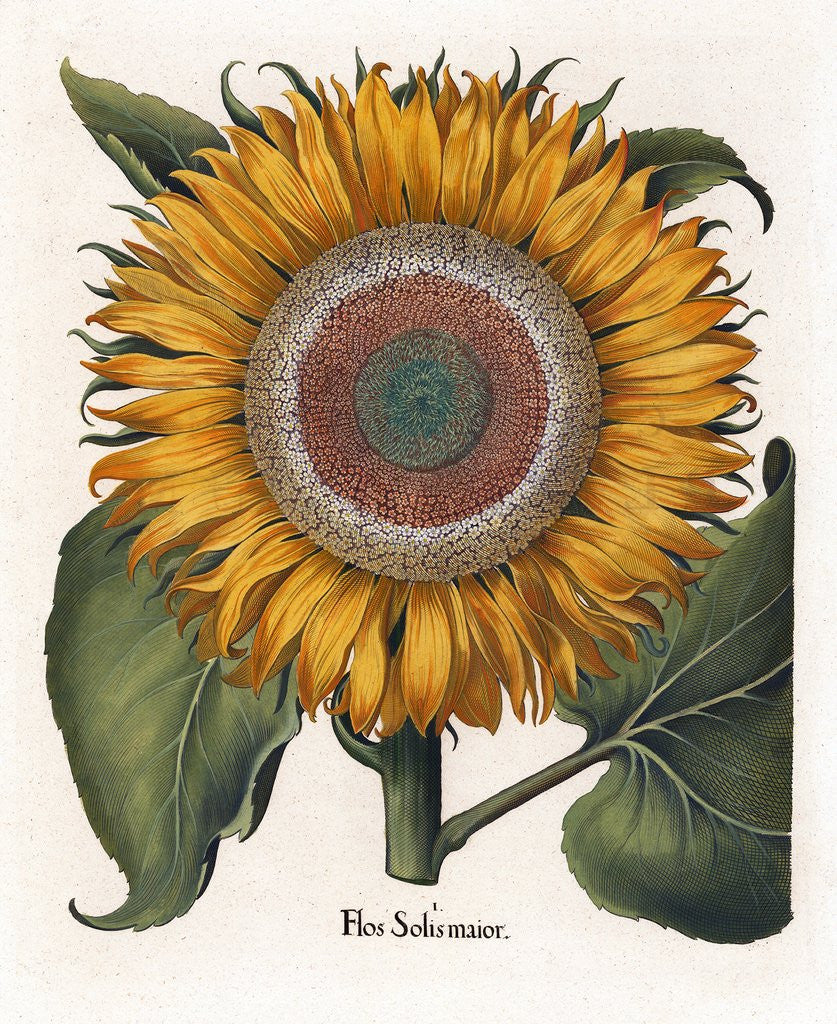 Detail of Common sunflower by Anonymous